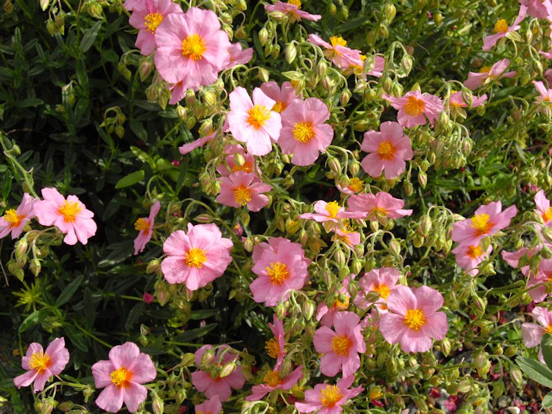 Helianthemum nummularium ssp pyrenaicum photo